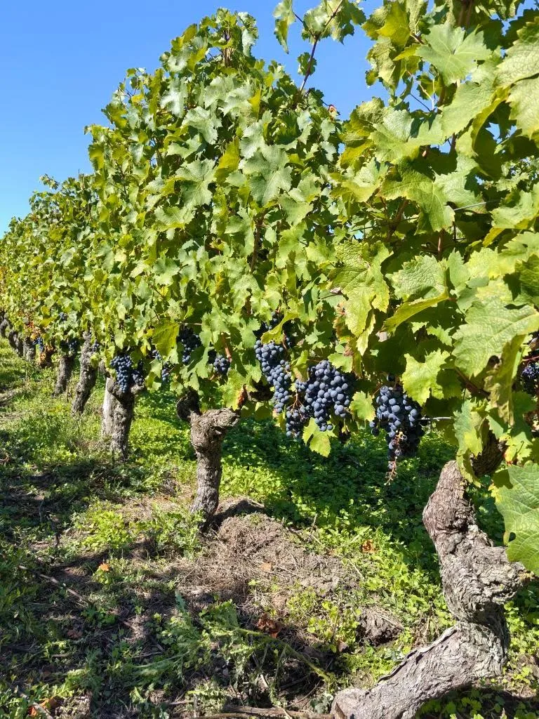 Vigne Chinon