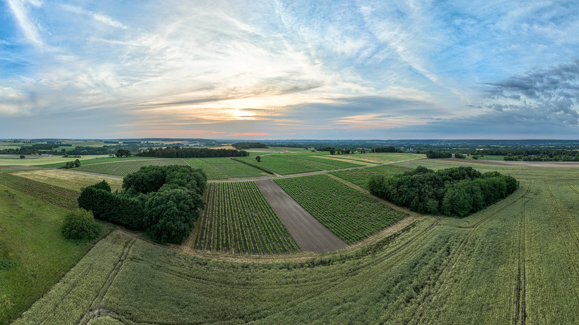 Domaine Jautrou - Vignes